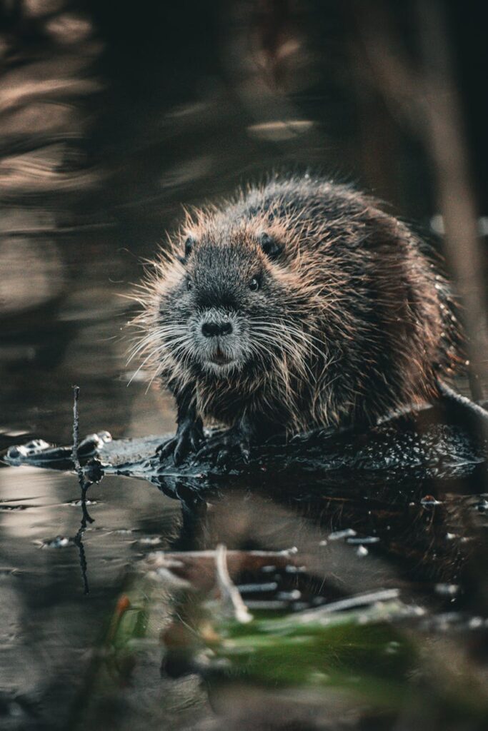 beaver on river