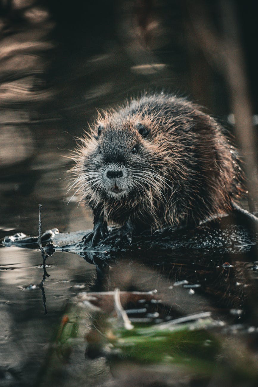beaver on river