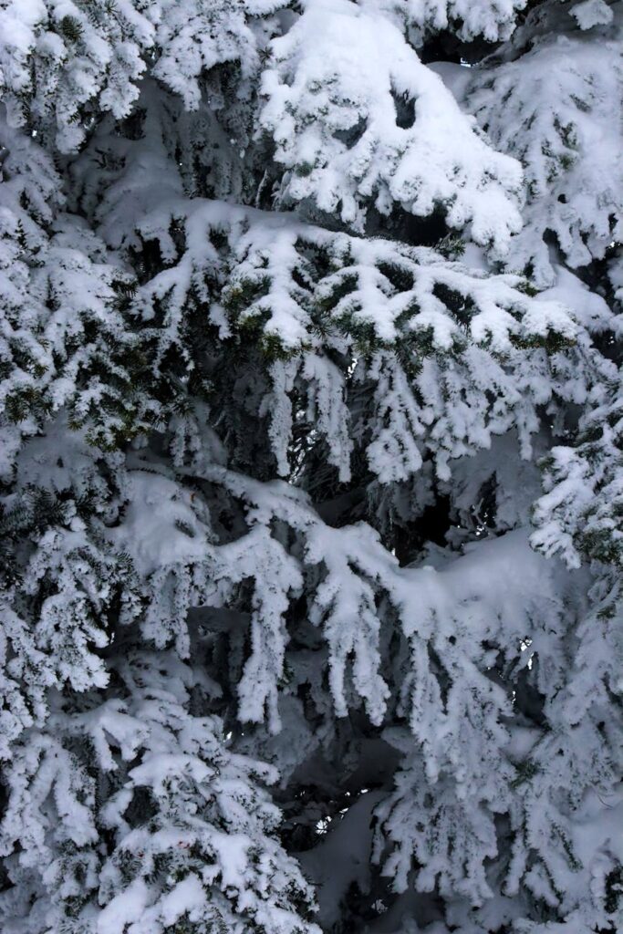 snow covered pine trees in kartepe turkiye
