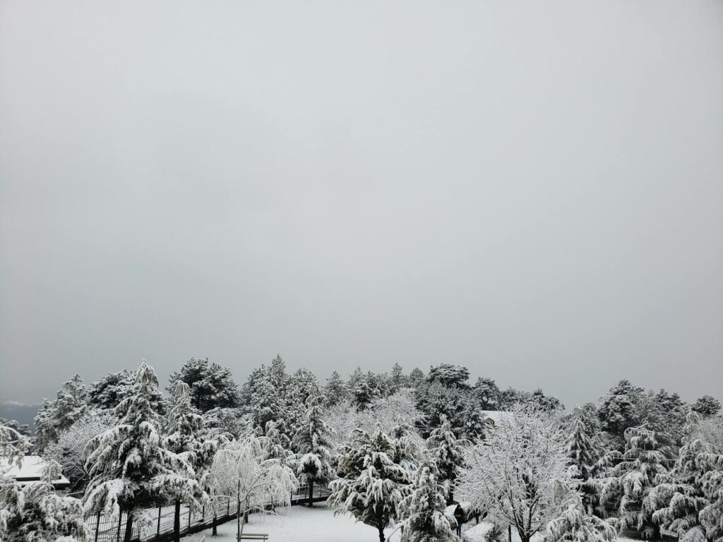 snow covered trees in the park