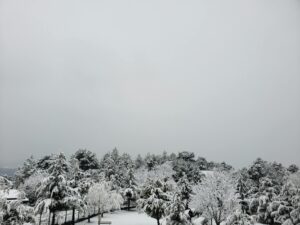 snow covered trees in the park