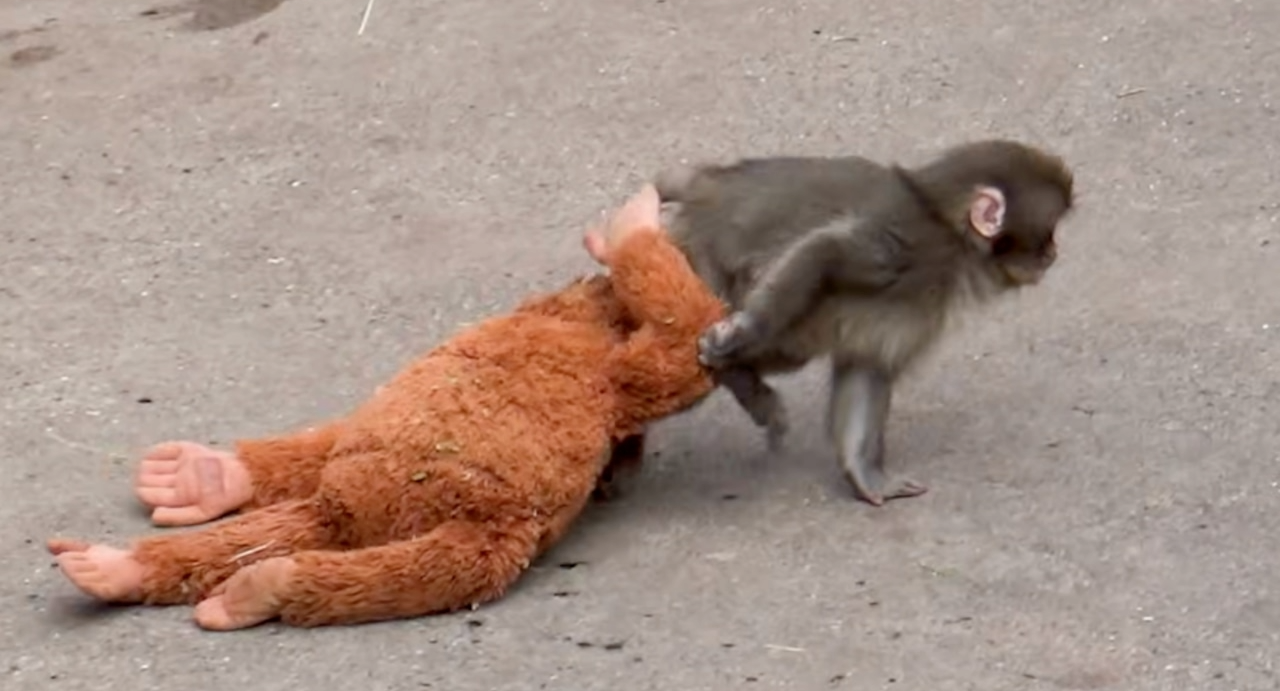 Punch the monkey dragging his toy orangutan in a Japanese zoo.YouTube/Japan Zoo Story/Canva