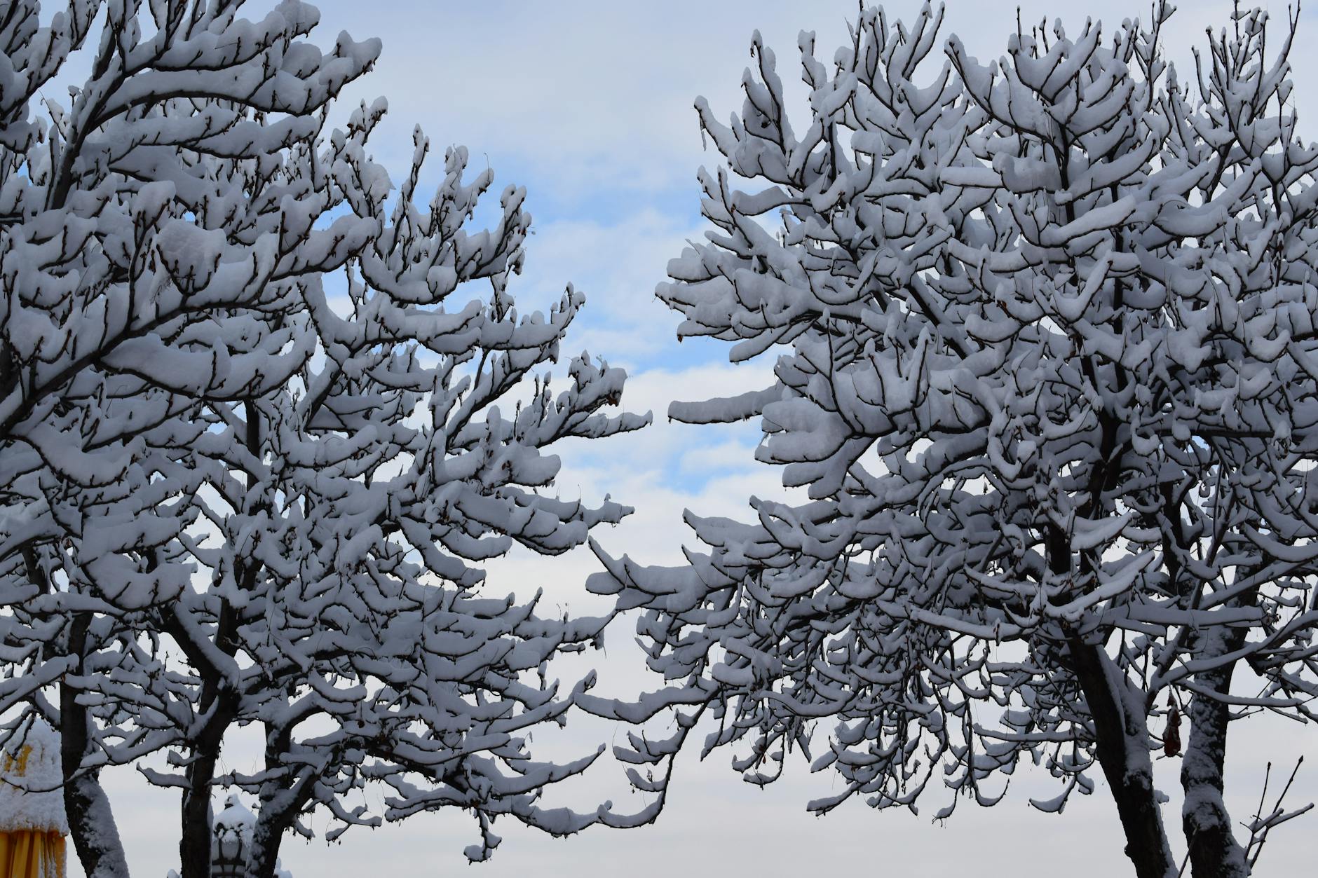 snow covered trees in ankara winter wonderland