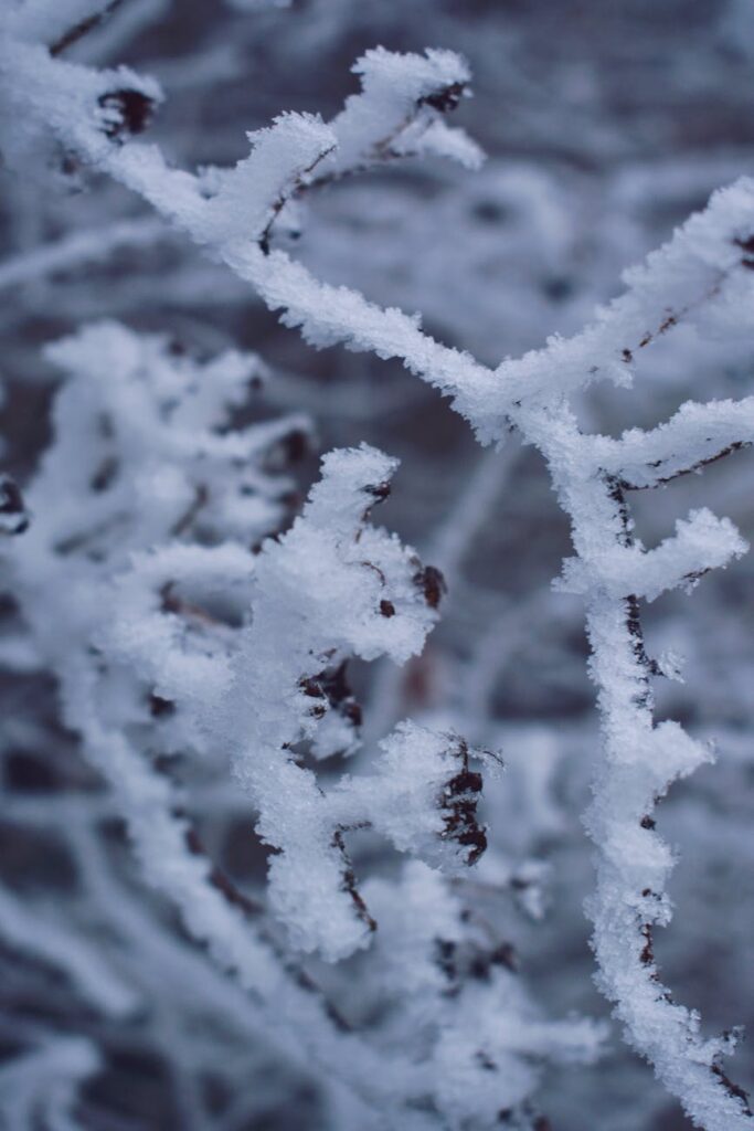 snow on tree branches