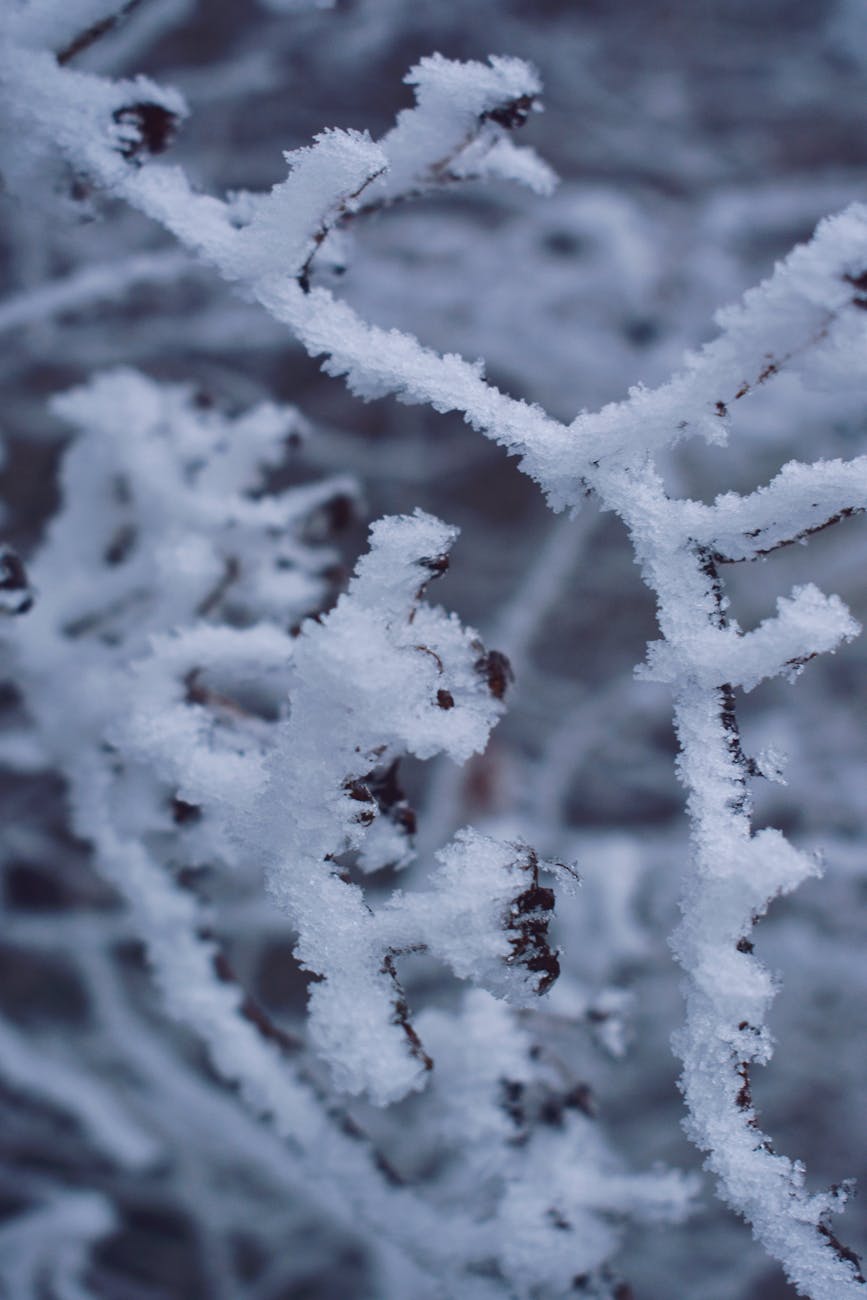 snow on tree branches