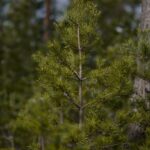 young pine tree in a dense forest setting