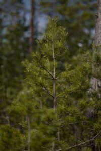 young pine tree in a dense forest setting
