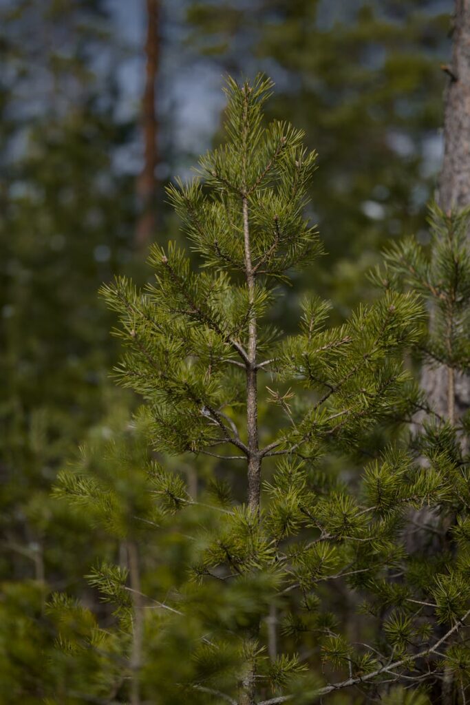 young pine tree in a dense forest setting