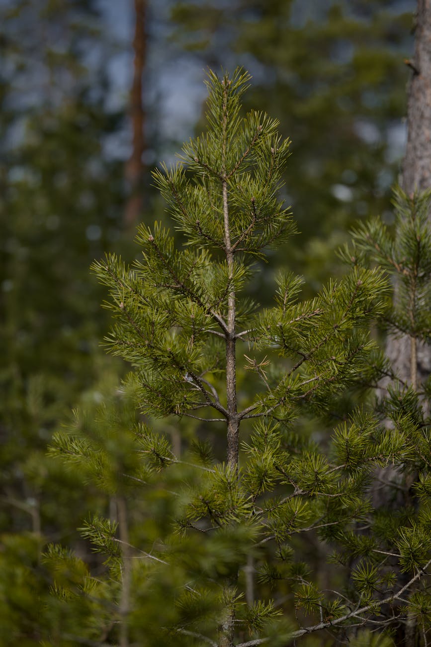 young pine tree in a dense forest setting